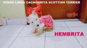 Vendo Preciosa Cachorrita Scottish Terrier UN BELLO REGALO