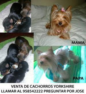 Venta De Cachorros Yorkshire