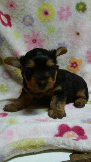 Yorkshire Terrier