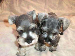 schnauzer miniaturas mini plomo plateados vacunados