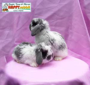Conejitos De Mascota Happy Rabbit