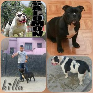 American Bully