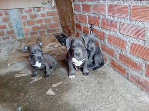 América Bully en Venta