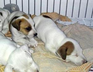 Autenticos JACK RUSSELL a 399 soles