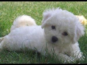 BICHON FRISES MACHO ANTIALERGICO IDEAL PARA TODA LA FAMILIA