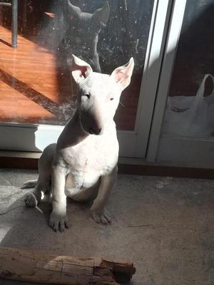 BULL TERRIER