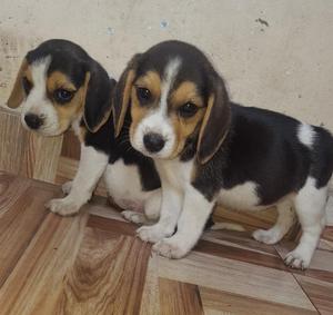 Beagles Hembritas Preciosas