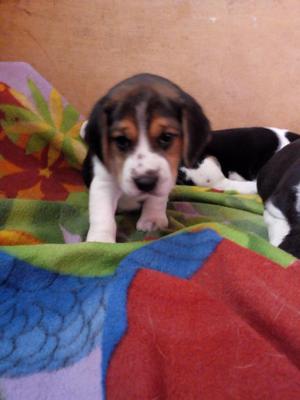 Bellas Cachorritas Beagle