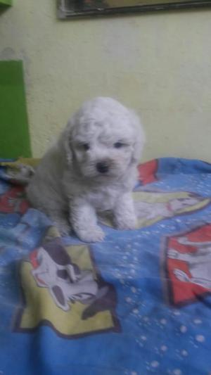 Bichon Frise