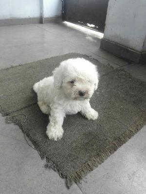 Bichon Frise