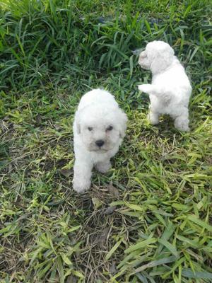 Bichon Frise