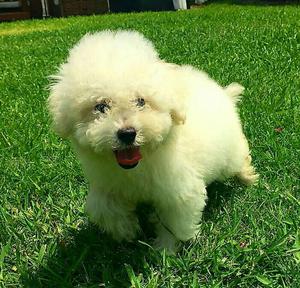 Bichon Frise