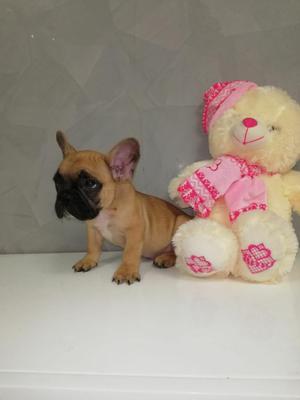 Bulldog Frances Cachorritos
