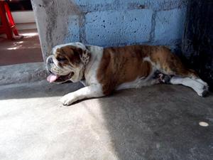 Bulldog Ingles