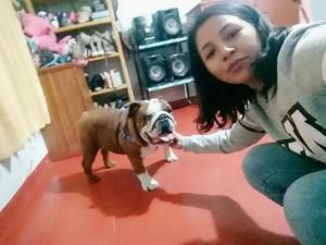 Bulldog Ingles