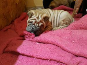 Cachorras Shar Pei