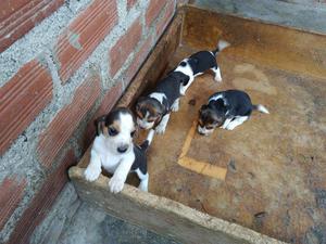 Cachorritas Beagle Tricolor sólo hembras