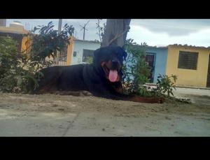 Cachorro Rottweiler a La Venta
