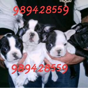 Cachorros Bulldog Frances