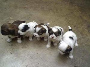 Cachorros Chitzu