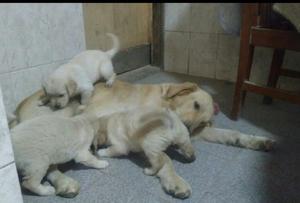 Cachorros Golden