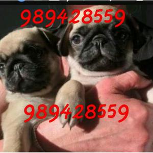 Cachorros Pug Calidad Pedigri