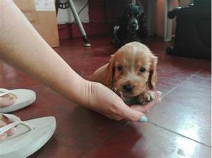 Cocker Cachorritos