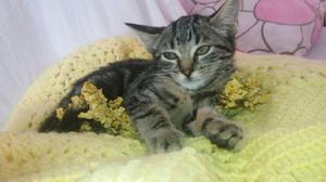 GATO DE BENGALA GATITOS HEMBRAS Y MACHOS CEL. 