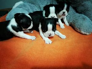 Hermosos Boston Terrier Toy a La Venta