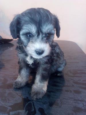 Hermosos cachorros toys