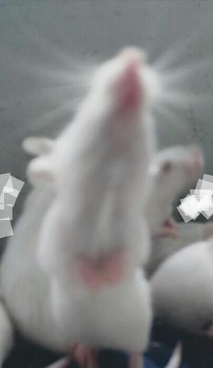 Hermosos ratones albinos hembritas y machitos