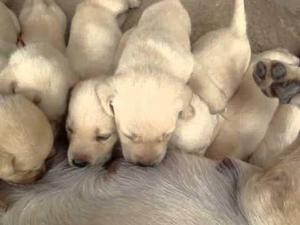 Labrador Retriever cachorros huesoso y caramelos