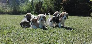 Lindos Cachorritos Beagle