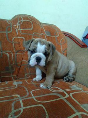 Ocasion Bulldog Hembras