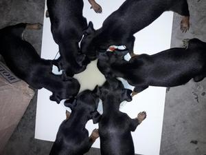 Pincher Doberman Cachorros