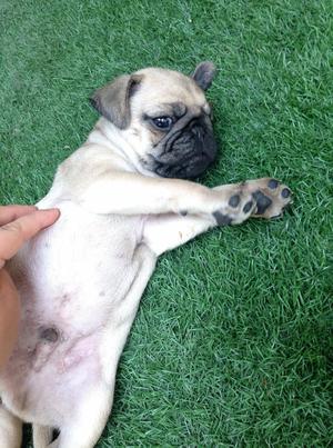 Pug Carlino Super Ñato