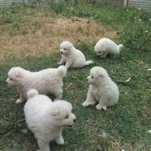 Samoyedo Linda Camada