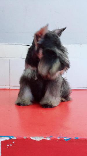 Schnauzer