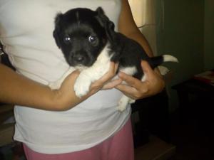 Se Vende Jack Russel