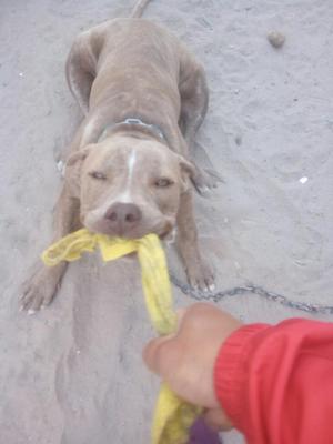 Se Vende Pitbull