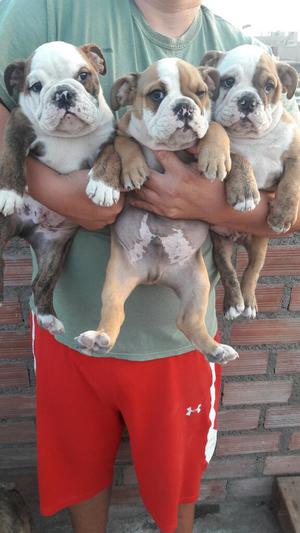 Se Venden 3hermosos Bulldog