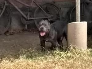 Servicio de Monta American Bully