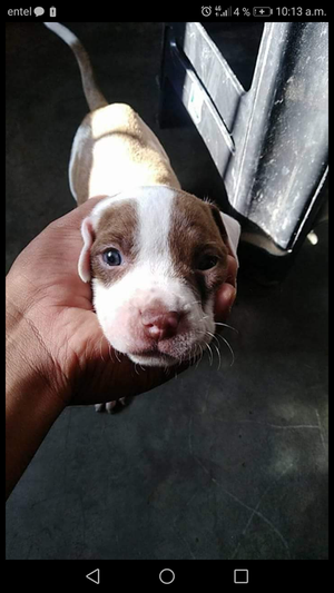 VENTA DE PITBULL