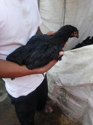 Vendo 600 Gallinas Negras