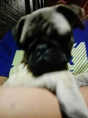 Vendo Cachorros Pug Carlino