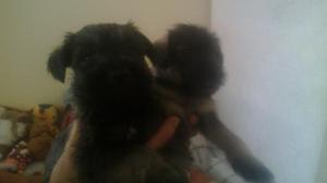 Vendo Cachorros Schnazer Nac. Abril 