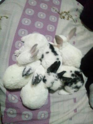 Vendo Conejitos Rex