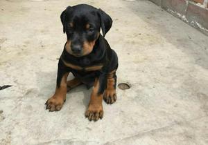 Vendo Perrito Doberman