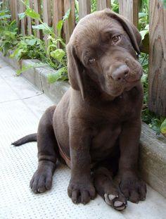 Vendo hermoza labradoe de dos meses y medio con sus vacunas