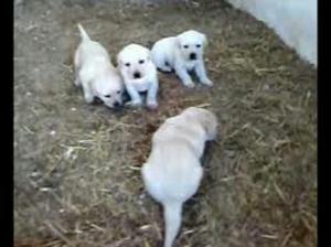 Venta de Cachorros Labradores